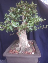 Em Hồng Quân rừng bonsai...