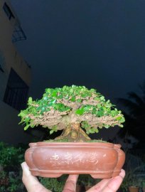 Xương rất kỉ cho 1 tác phẩm sam trái