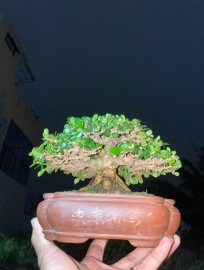 Xương rất kỉ cho 1 tác phẩm sam trái