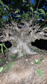 Mai chiếu thủy
