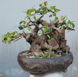 Ficus bonsai tree
