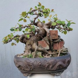 Ficus bonsai tree