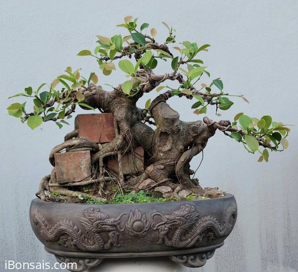 Ficus bonsai tree