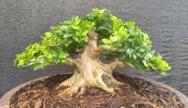 Orange jasmine tree