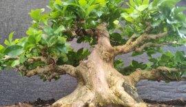 Orange jasmine tree