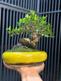 Cây hải châu mini
