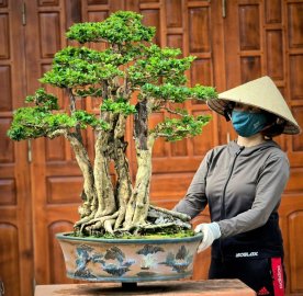 Trắc tạo tác lâu năm cụm phom thiên nhiên nghệ thuật