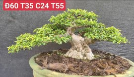 Water Jasmine tree
