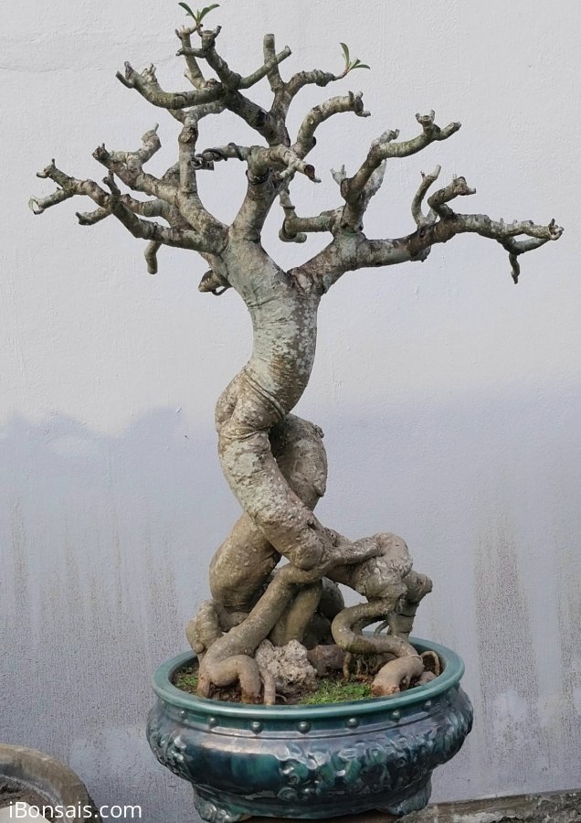 Desert rose