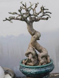 Desert rose