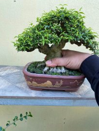 Mai chiếu thủy bonsai mini