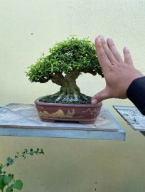 Mai chiếu thủy bonsai mini