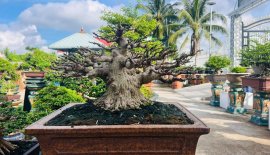 Mai chiếu thủy bonsai