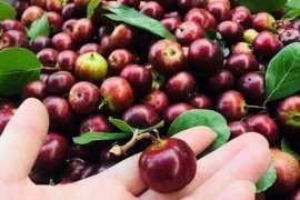 Em Hồng Quân núi siêu lùn lực...