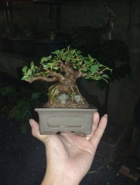 Ficus racemosa bonsai mini tree