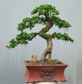 Mai chiếu thủy đang hoa