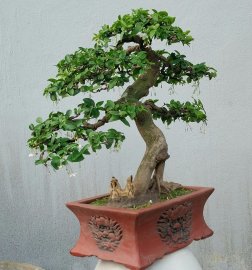 Mai chiếu thủy đang hoa