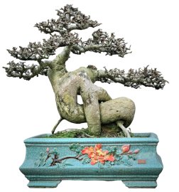 Duối lâu năm dăm san hô