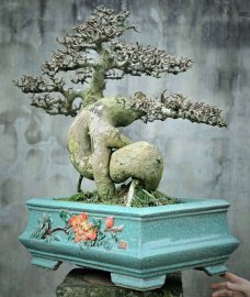 Streblus asper Lour bonsai tree