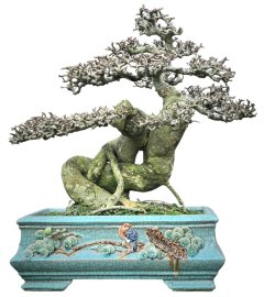 Streblus asper Lour bonsai tree