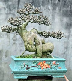Streblus asper Lour bonsai tree
