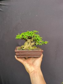 Mai chiếu thủy mini cầm tay
