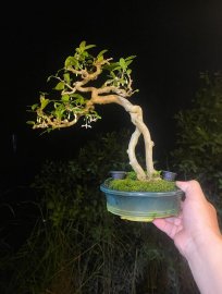 Mai chiếu thủy