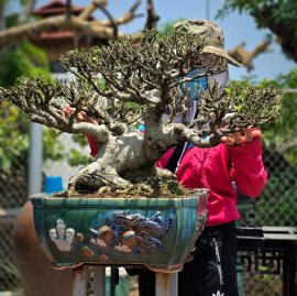 Ficus bonsai tree