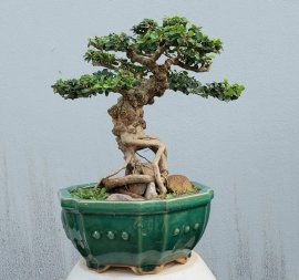Antidesma acidum mini tree