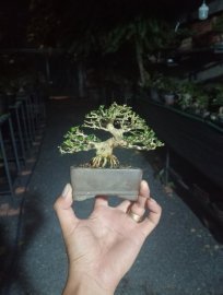 Premna indo mini tree