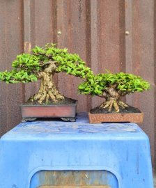 Mai chiếu thủy mini