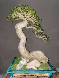 Hoàng Anh Mộc (Duối)