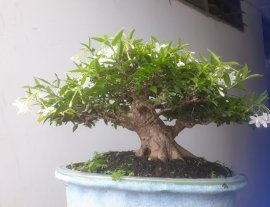 Em Mai lá trung và mùa hoa mới...