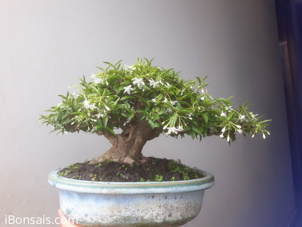 Em Mai lá trung và mùa hoa mới...