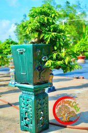 Mai vàng bonsai