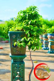 Mai vàng bonsai