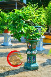 Mai vàng bonsai