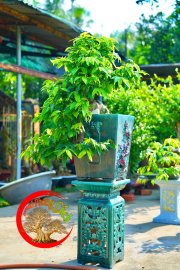 Mai vàng bonsai