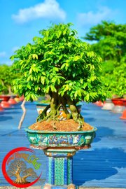 Mai vàng bonsai
