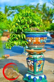 Mai vàng bonsai