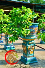Mai vàng bonsai