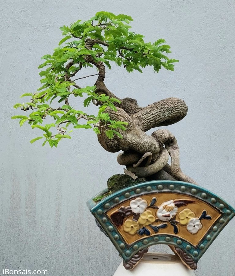 Tamarind tree