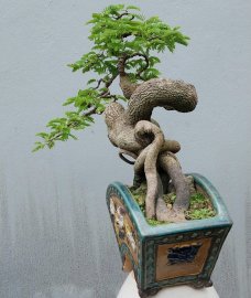 Tamarind tree