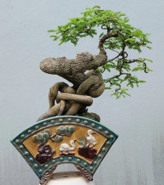 Tamarind tree