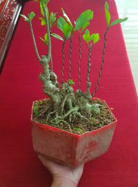 Củ dành dành cũng đáng để nuôi