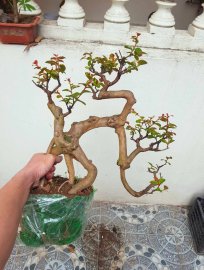 Tường vy trông dị phết ae nhỉ