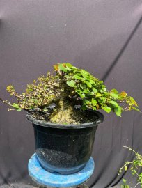 Bonsai bông bụt