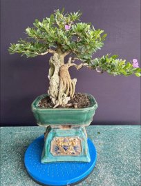 Linh sam ôm đá điệu đà