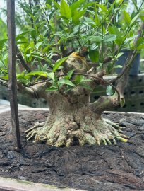 Water Jasmine tree