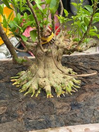 Water Jasmine tree